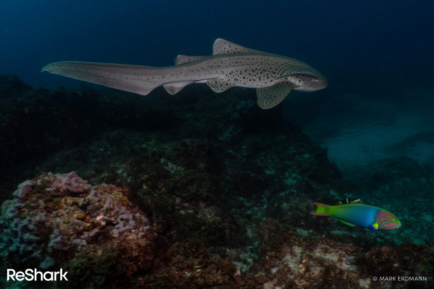 A small grey shark with black spots swims above a coral reef, with a colourful fish in the foreground