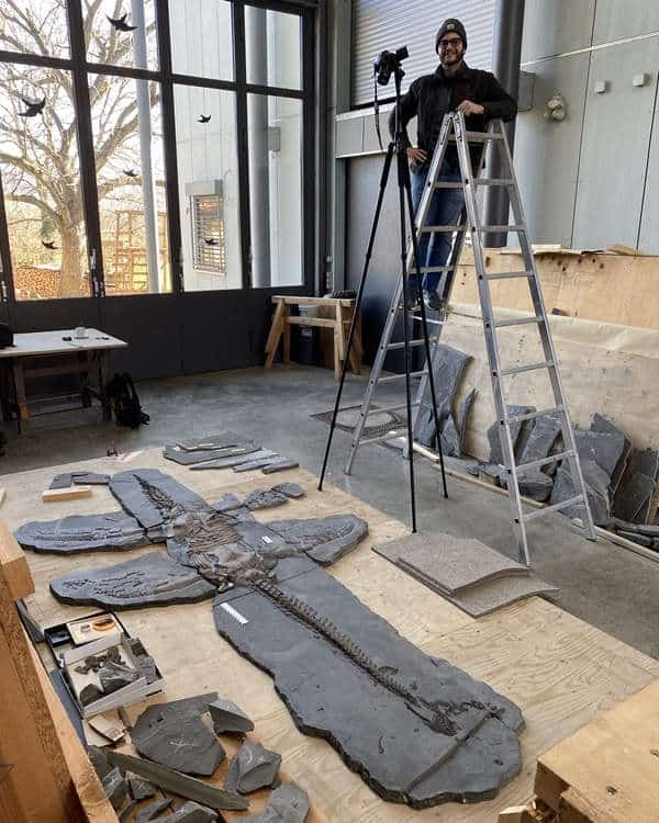 Man on ladder above a plesiosaur skeleton fossil