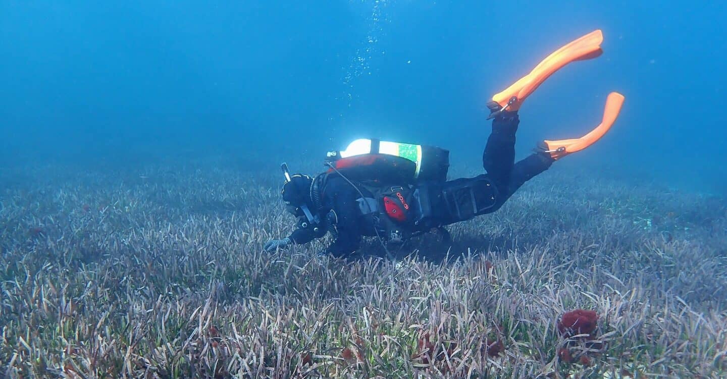 Diver collects samples of seaweed (Asparagopsis armata. ) Photo: Jeff Wright