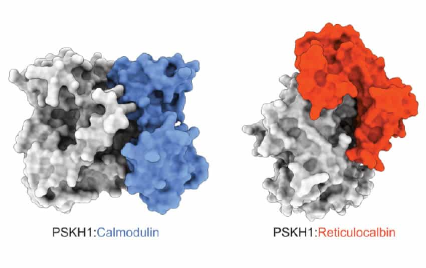 A computer-generated image showing 2 proteins binding to different areas of pskh1