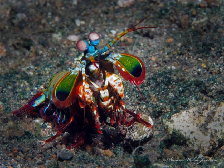 A multicoloured shrimp in greens, reds, blues, sitting on the seabed