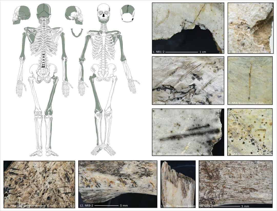 Diagram showing skeletons and close up pictures of ancient bones