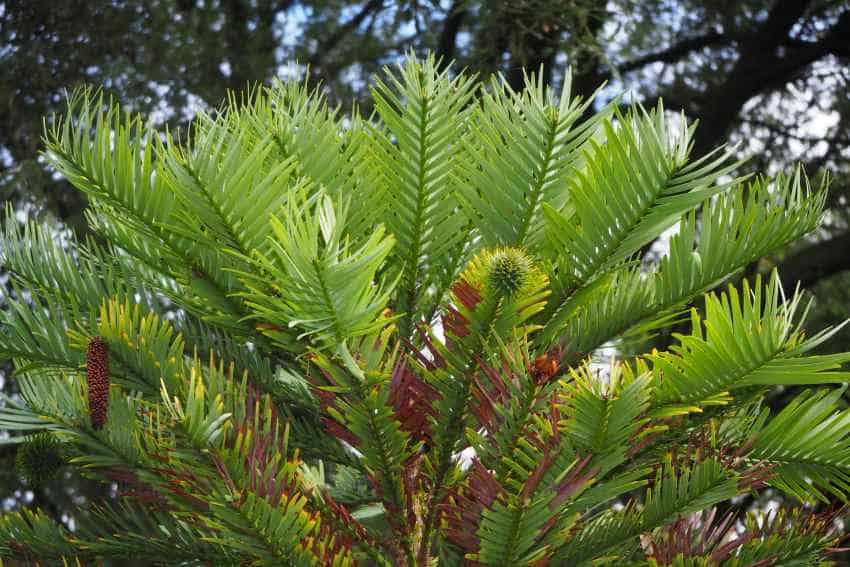 A green palm-like plant held in a botanic garden.