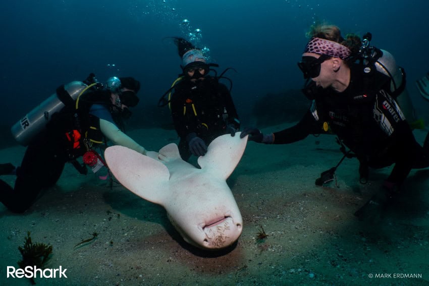 3 scuba divers surround a small shark turned upside down, appearing to be asleep