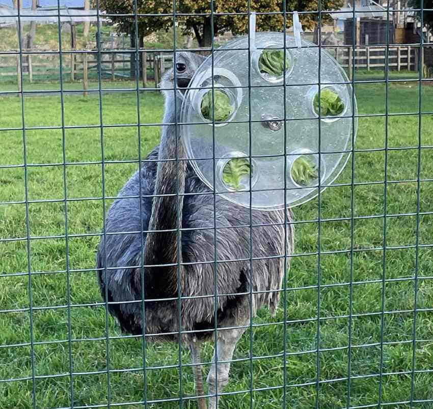 A rhea interacting with a plastic circular puzzle filled with lettuce zip-tied to a fence