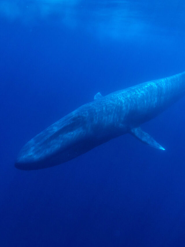 5 facts about the blue whale