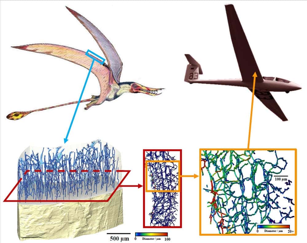 Diagrams showing internal structure of pterosaur compared to plane