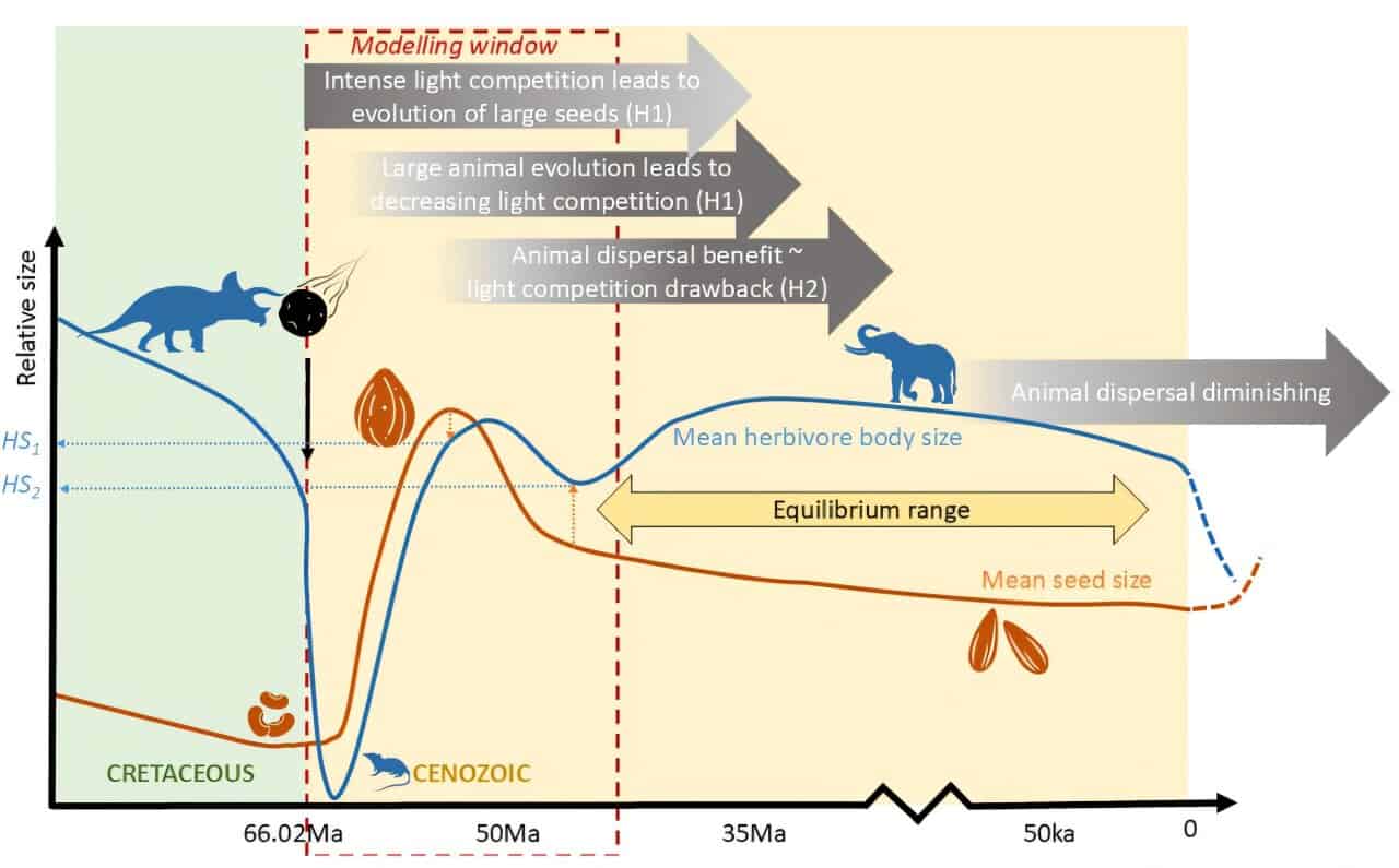 Graph diagram showing how seed and animal sizes change through time