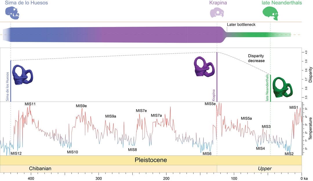 Graph showing how inner ear bones neanderthal change over time