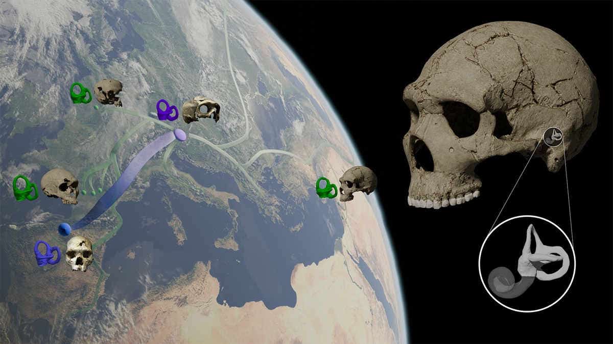 Neanderthal fossil skulls and inner ear bones above mediterranean