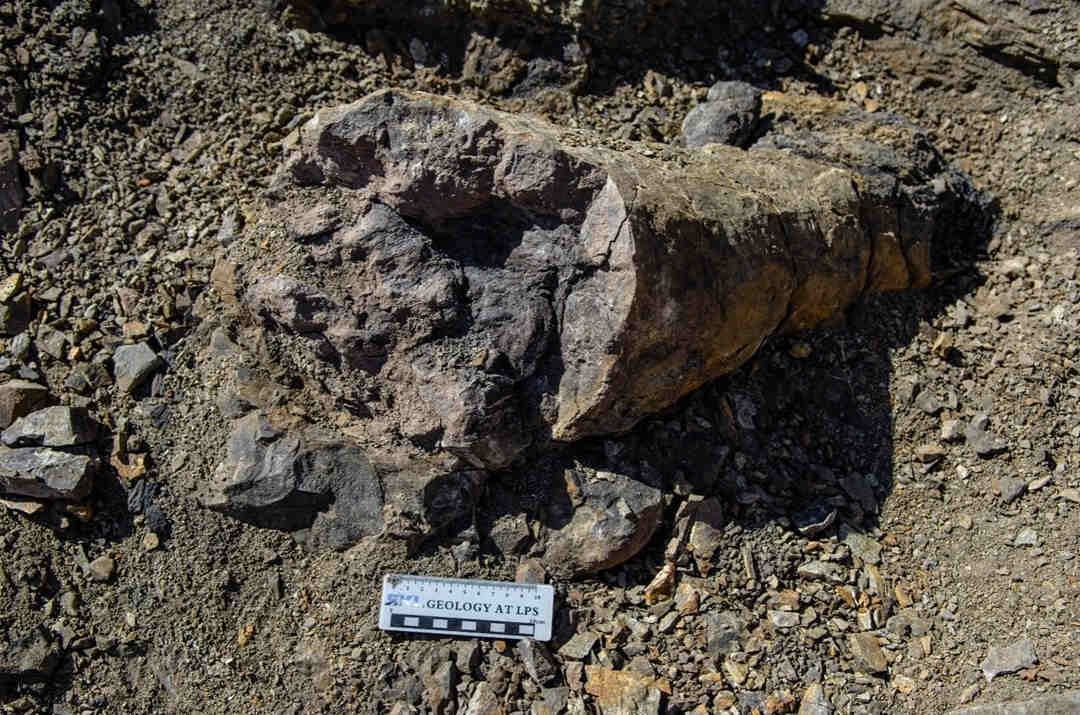 Confier trunk fossil with ruler