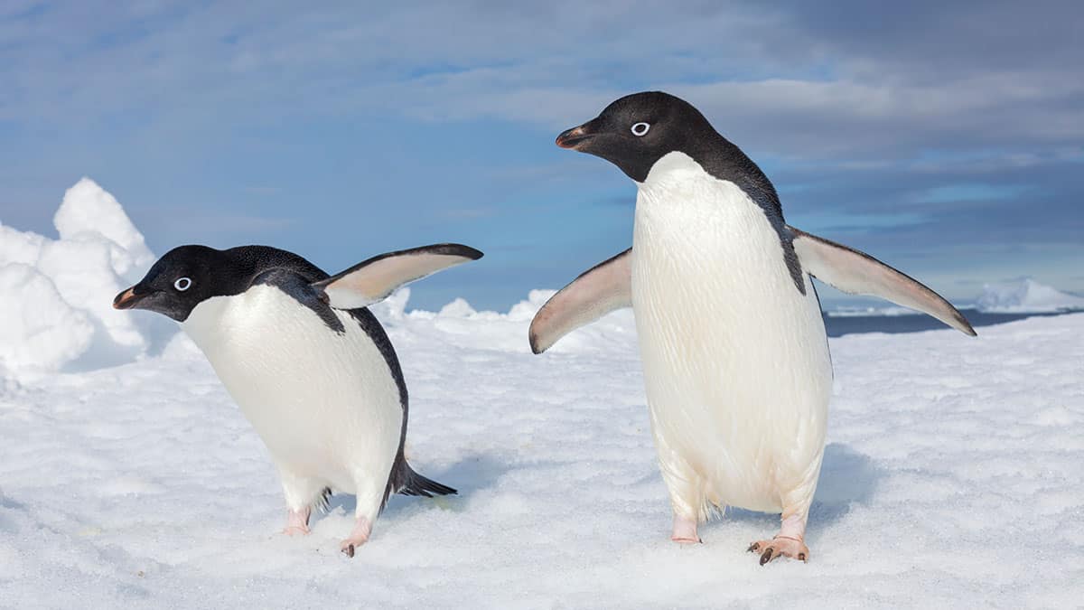 Adelie penguins on iceberg in antartica.