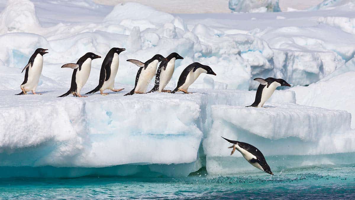 Adelie penguins leap off a floating iceberg near Paulet Island, Antarctic Peninsula.