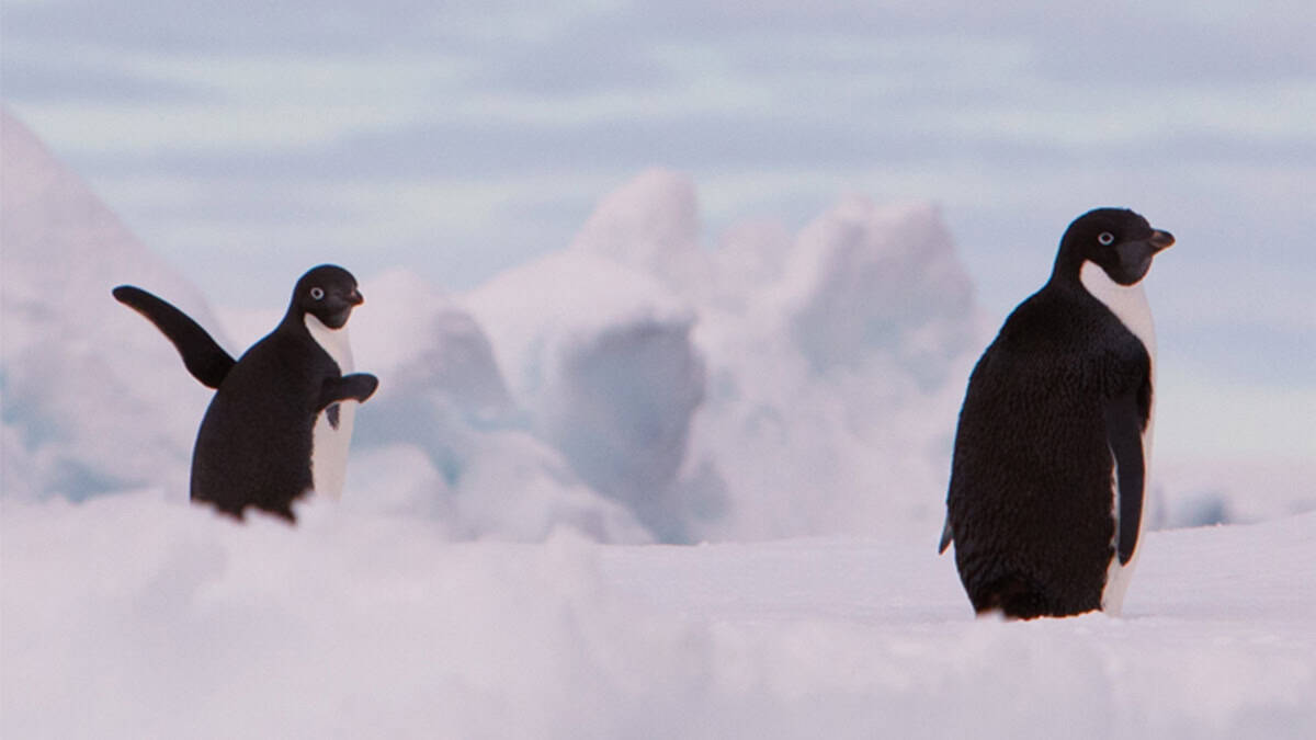 Adelies penguins by ian connellan 2024