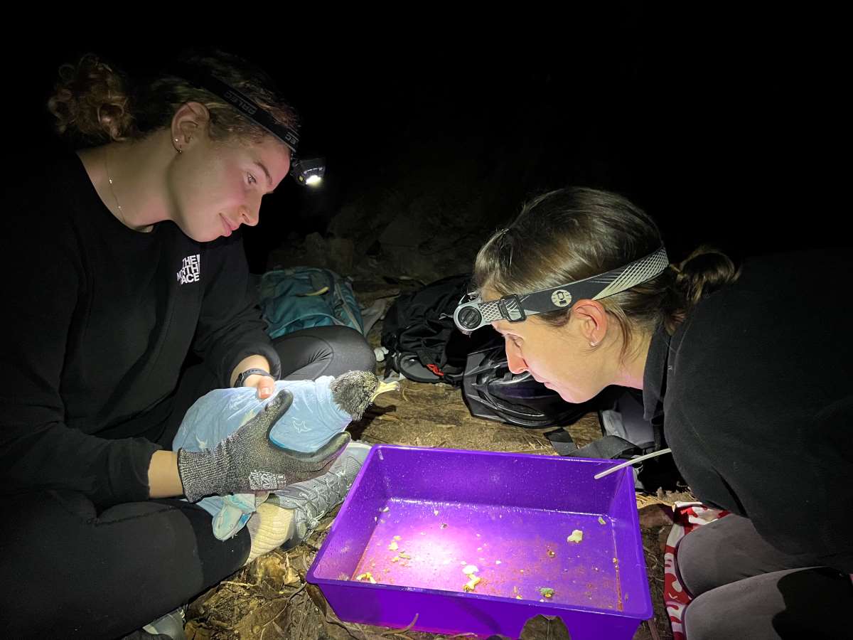 Alix de Jersey and Dr. Jennifer Lavers (left to right) have just performed a lavage on a Sable Shearwater Chick to safely flush and remove ingested plastic.