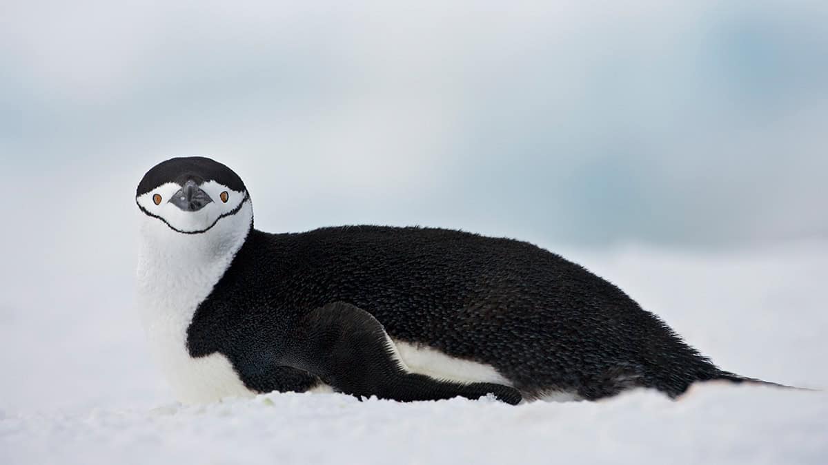 Chinstrap penguin (pygoscelis antarctica) on belly, half moon island, antarctica