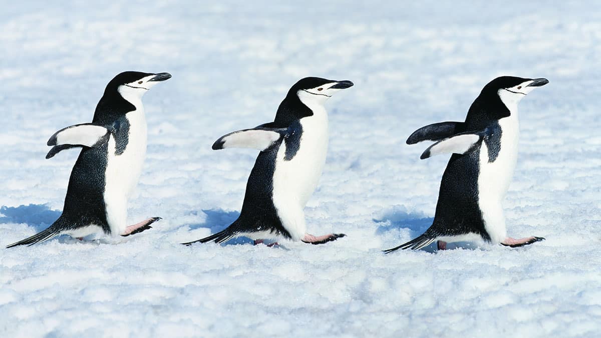 Three chinstrap penguins (pygoscelis antarctica) walking in a row.