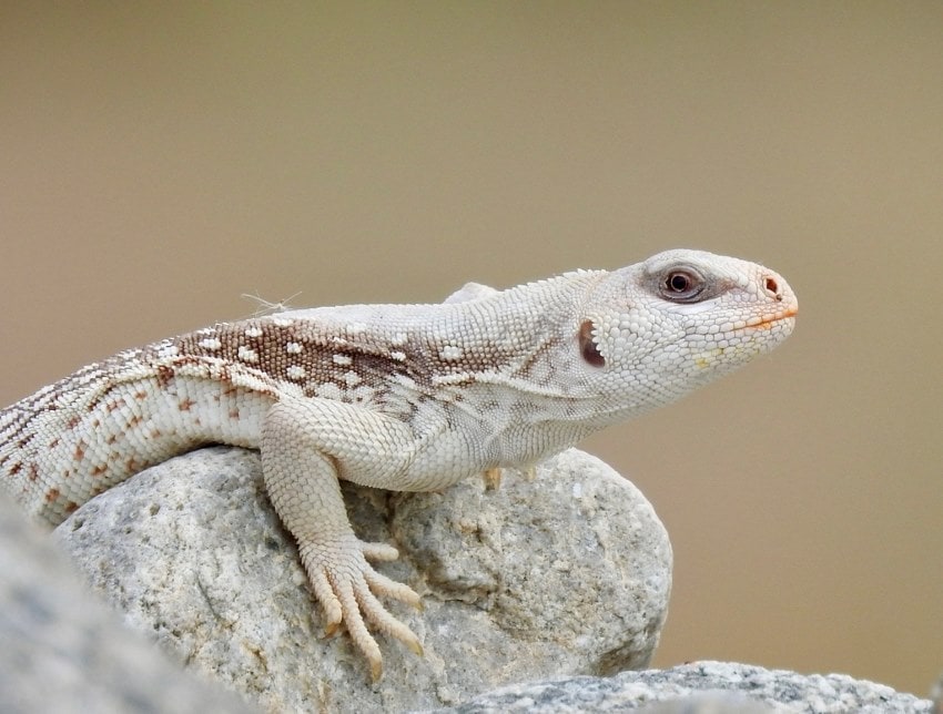 A pale white lizard with a spattering of dark brown and yellow scales sits on a similarly coloured rock