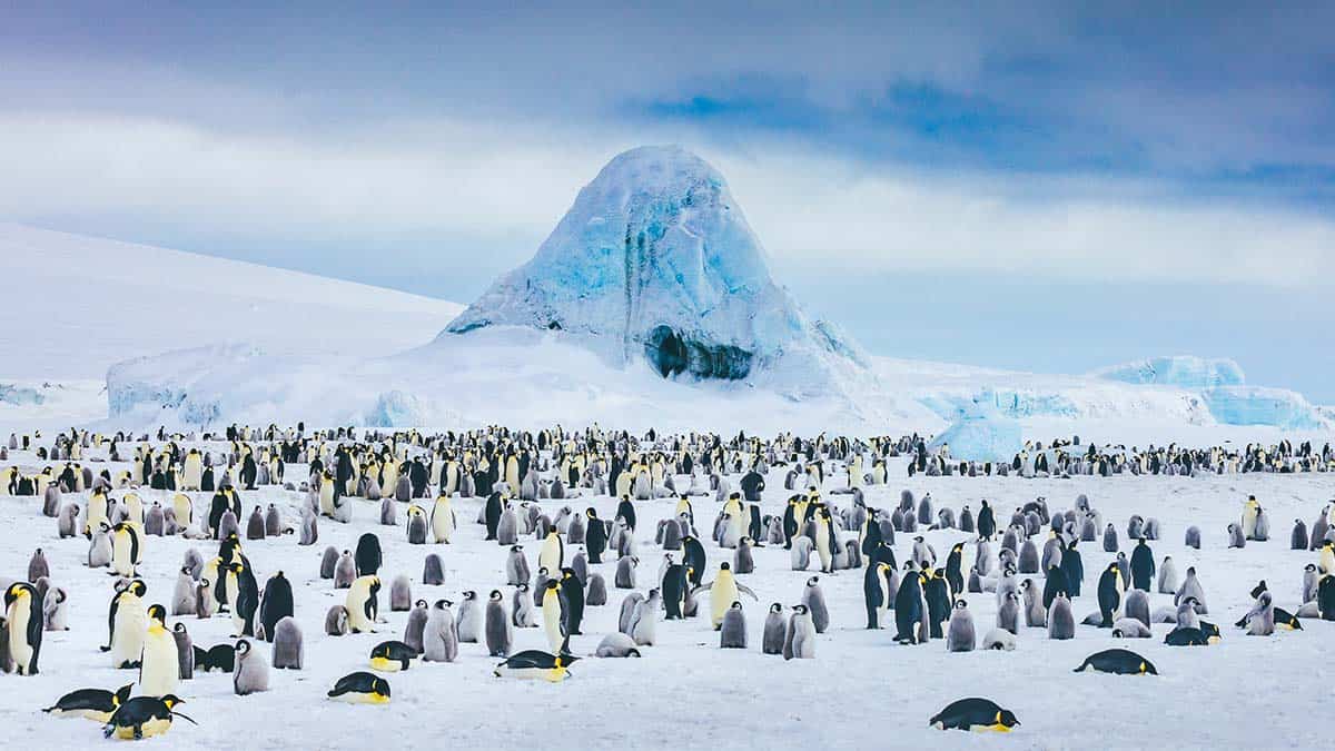 Emperor penguin colony