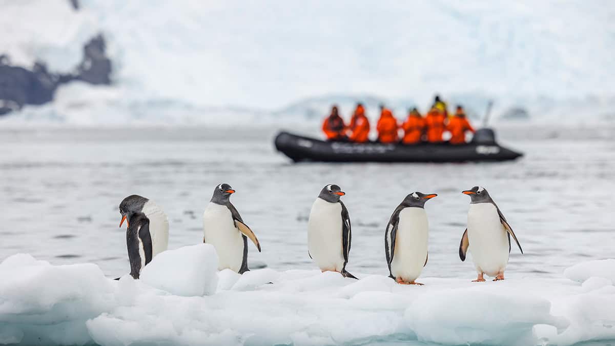 Gentoo penguins (pygoscelis papua) on an ice floe in antartica.