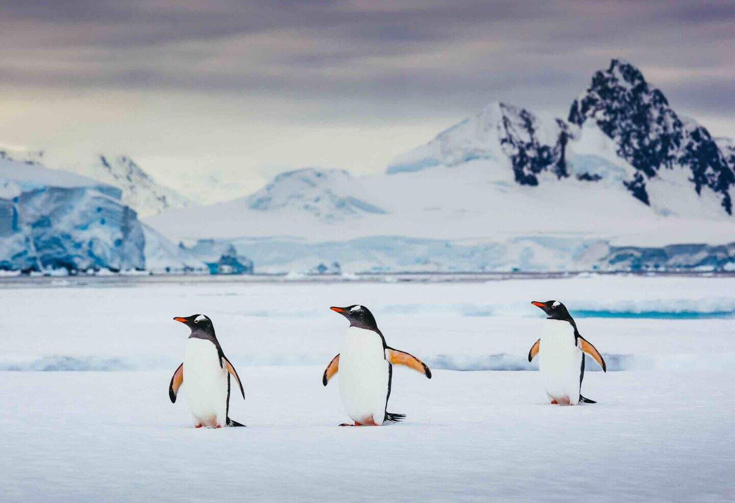 Trio of gentoo penguins in antartica.