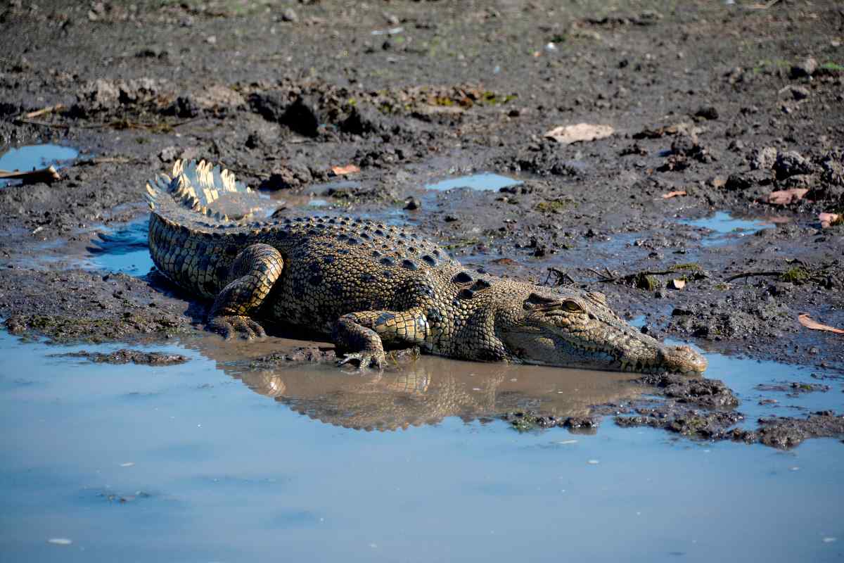 Kakadu National Park. Crocodylus porosus. Saltwater crocodile. NorthernTerritory. Australia.