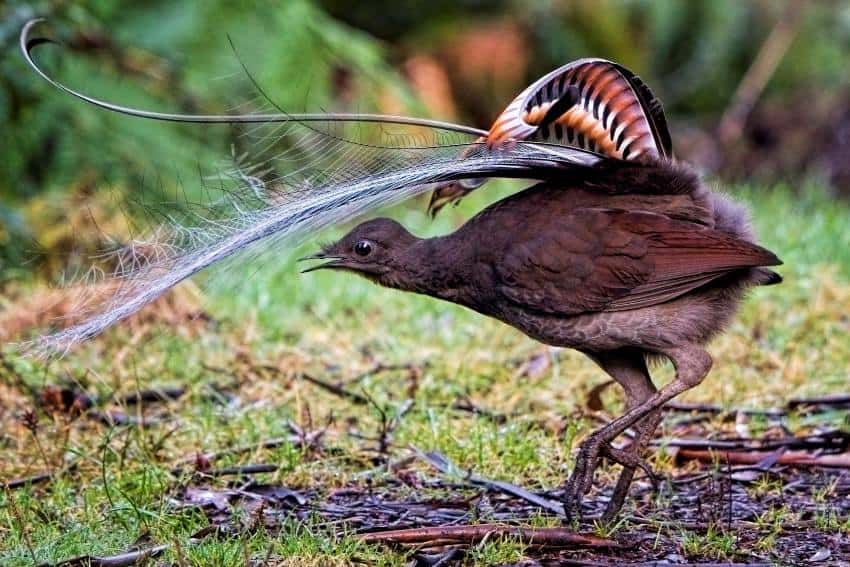 A small brown bird with long, curled tail feathers walks along the muddy ground