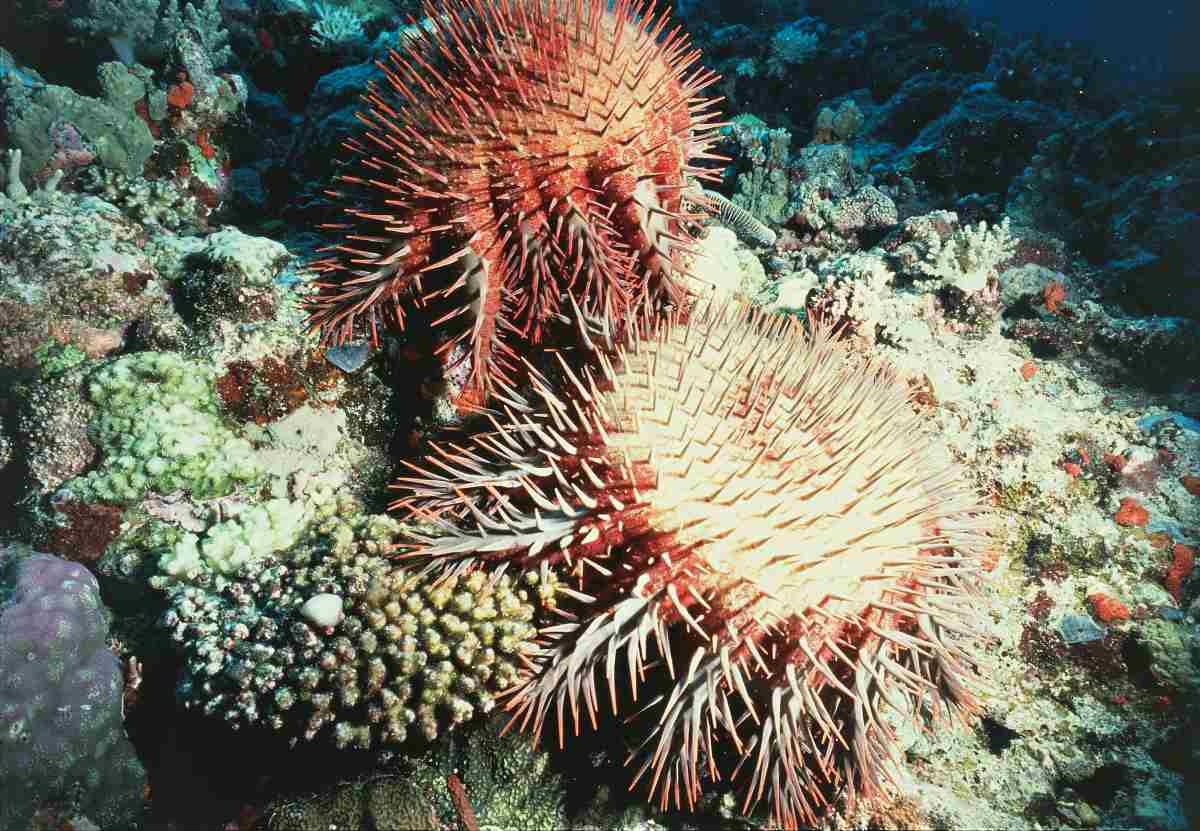 Crown-of-thorns