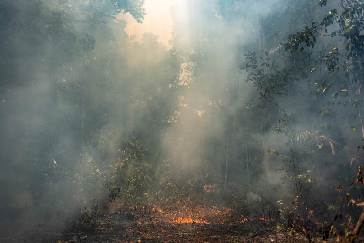 Wildfires in the Amazon