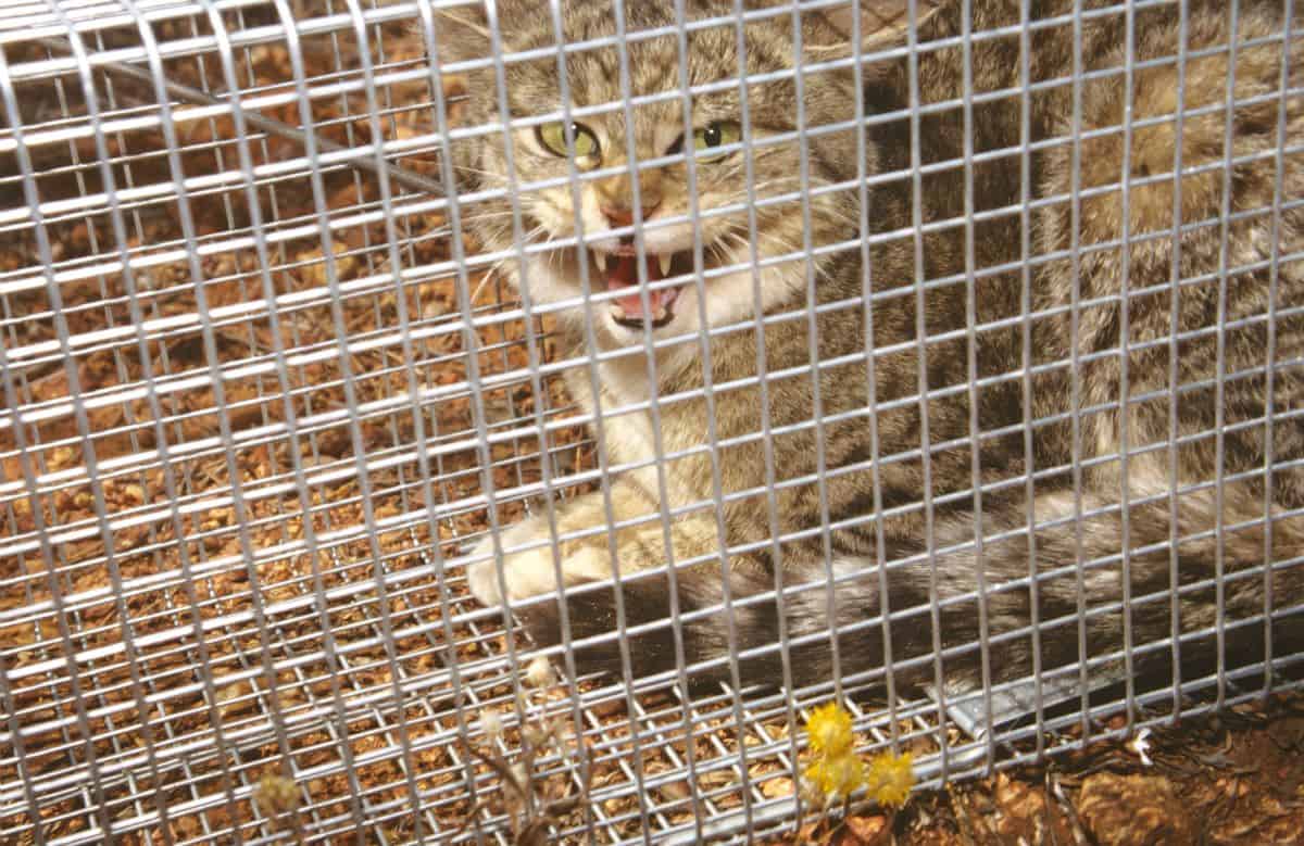 Feral cat, Felis catus, in trap, Wiluna, Western Australia (Photo by: Auscape/Universal Images Group via Getty Images)