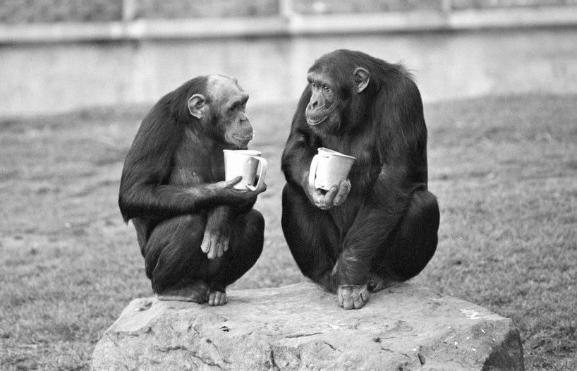 Two chimps bought together in the hope that they will have sex and mate at blackpool zoo,1st january 1980. (photo by mervyn berens/mirrorpix via getty images)