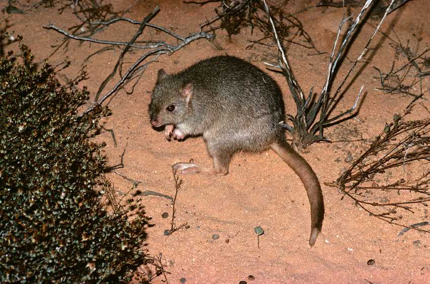 Feral cats took all the bettong. (photo by: auscape/universal images group via getty images)