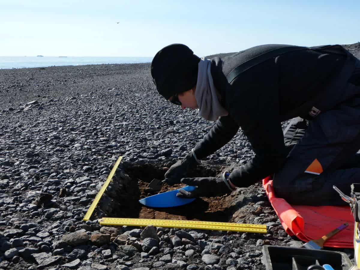 Excavation near cape penguin colony, ross island: credit: jamie wood