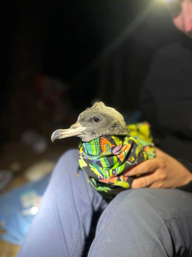 90-day-old sable shearwater fledgling after collecting body morphometric data and a blood sample on lord howe island for plastic ingestion research.