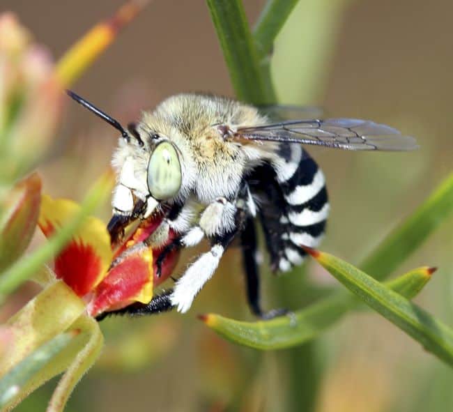 Australian-blue-banded-bee.