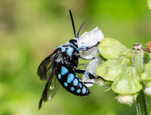 Blue-spotted-cloak-and-dagger-bee