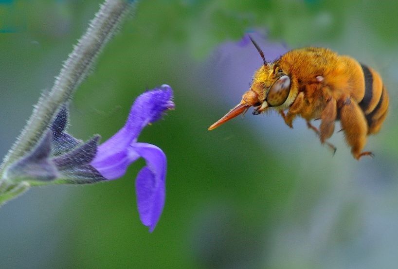 Teddy bear bee