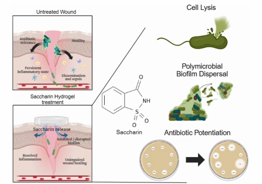 A graphical abstract showing the artificial sweetener saccharine's mechanisms of action against bacteria