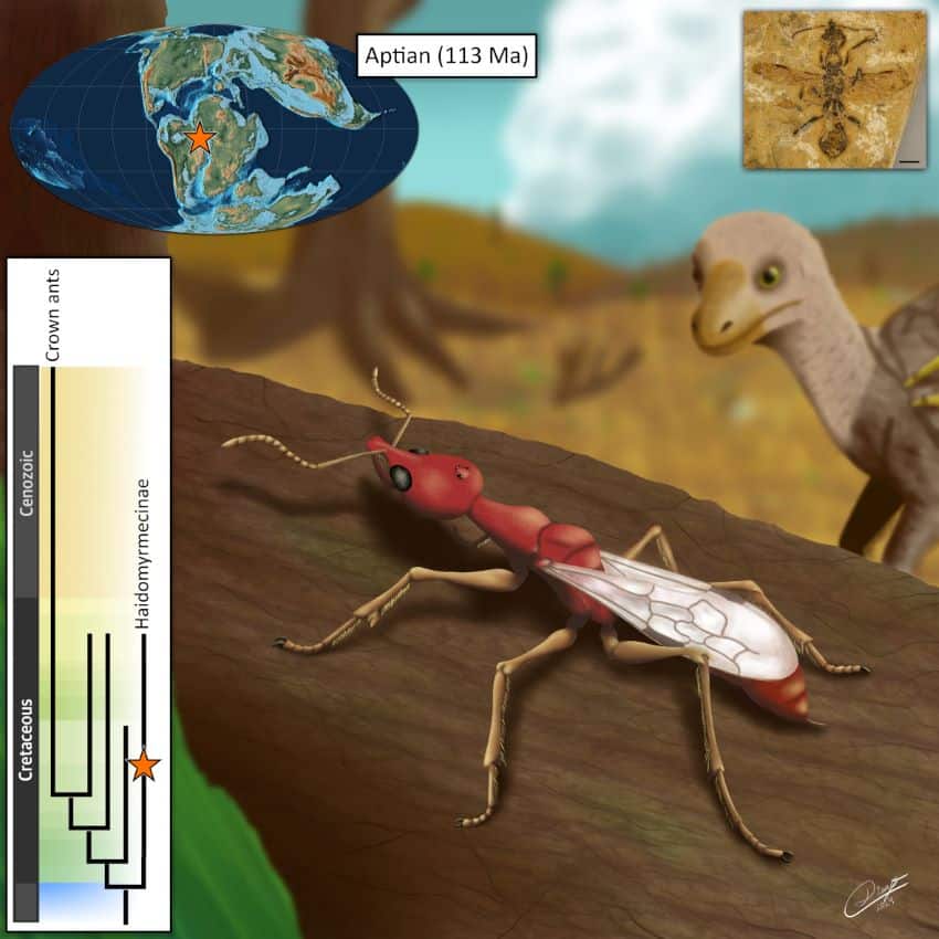 An illustration of a red hell ant with wings and forward facing mandibles. It sits on a log and is being watched by bird-like animal. Next to it is a timeline showing its evolutionary position in relation to modern crown ants and above a map of the earth 113 million years ago with a star showing its location