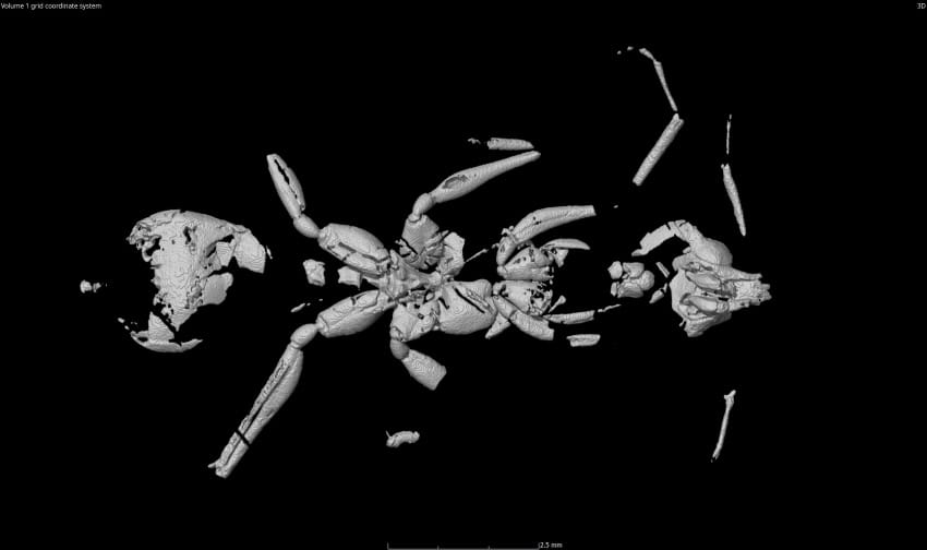 A grey and black computer generated image showing the fragmented body of an ant