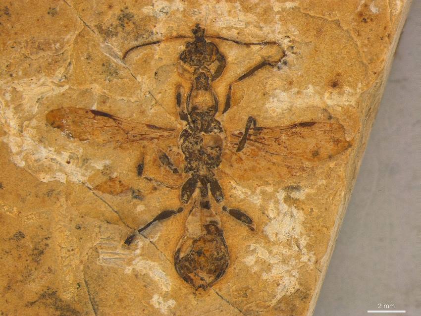 An impression of an ant with wings in a piece of limestone