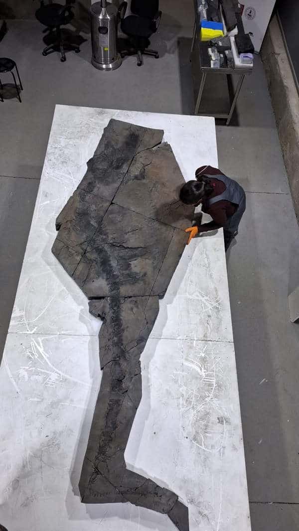 Fossil of ichthyosaur in lab
