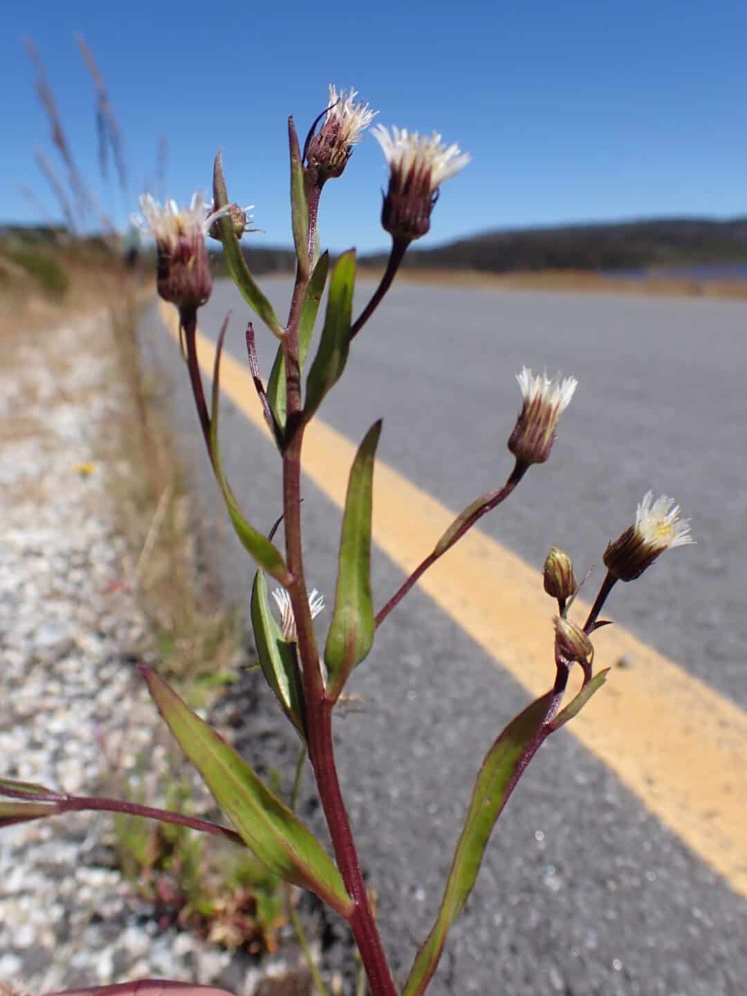 Erigeron conyzoides
