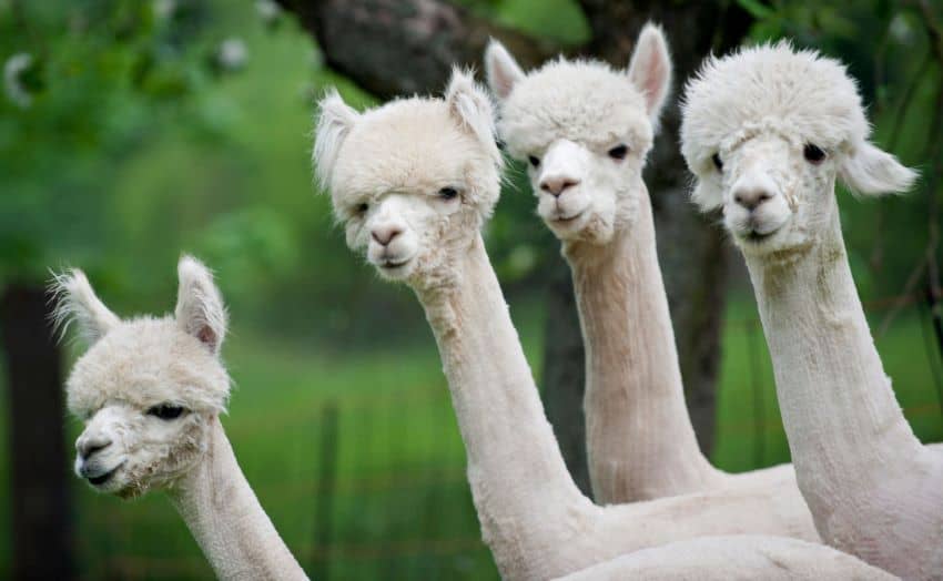 Not the smartest: alpaca