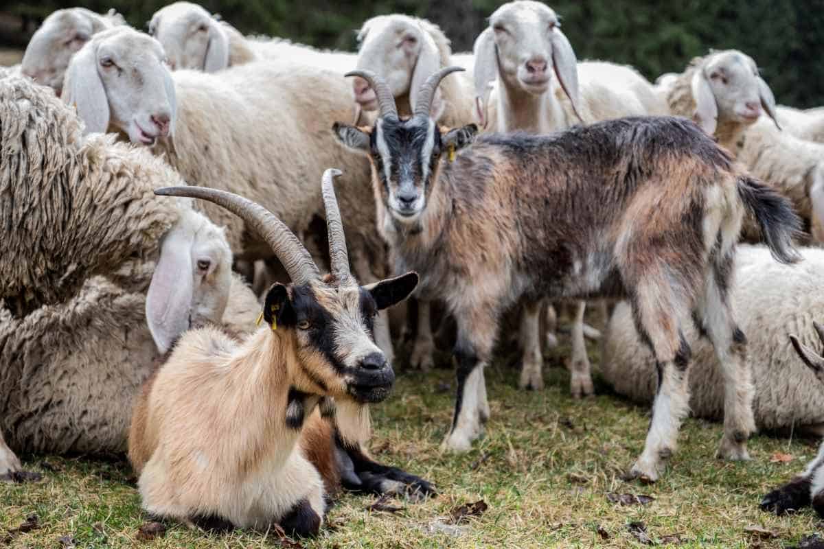 goats and sheep in Italy