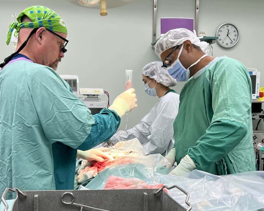 A team of surgeons wearing surgical scrubs and ppe stand around an unseen animal patient. One man is holding a tube full of a light-pink liquid which is being transfused through a tube into the recipient.
