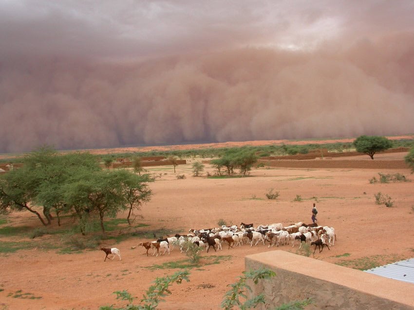 Dust storm brewing in the distance, a person herds goats in the foreground