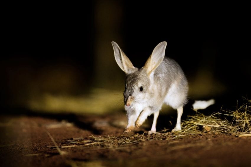 Credit mitchell roberts stbf bilby inside fenced exclosure at currawinya np 2