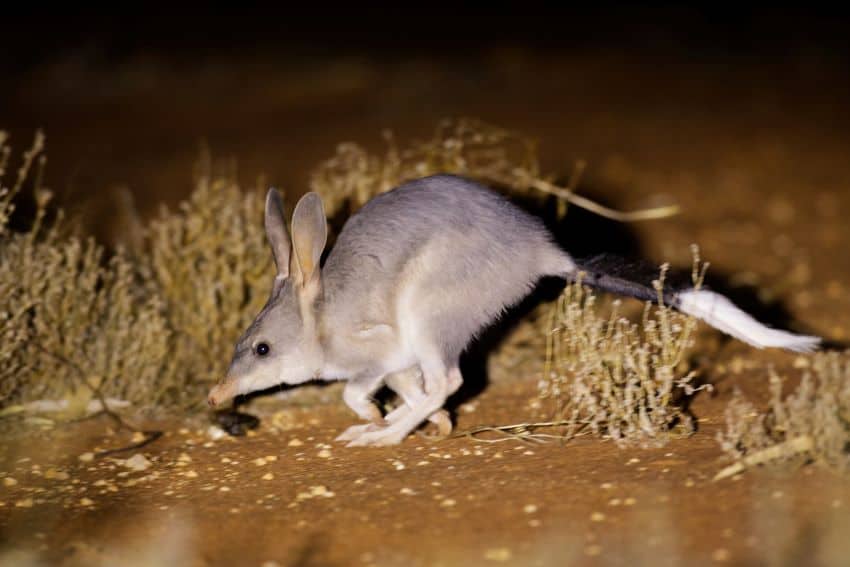 Bilbies