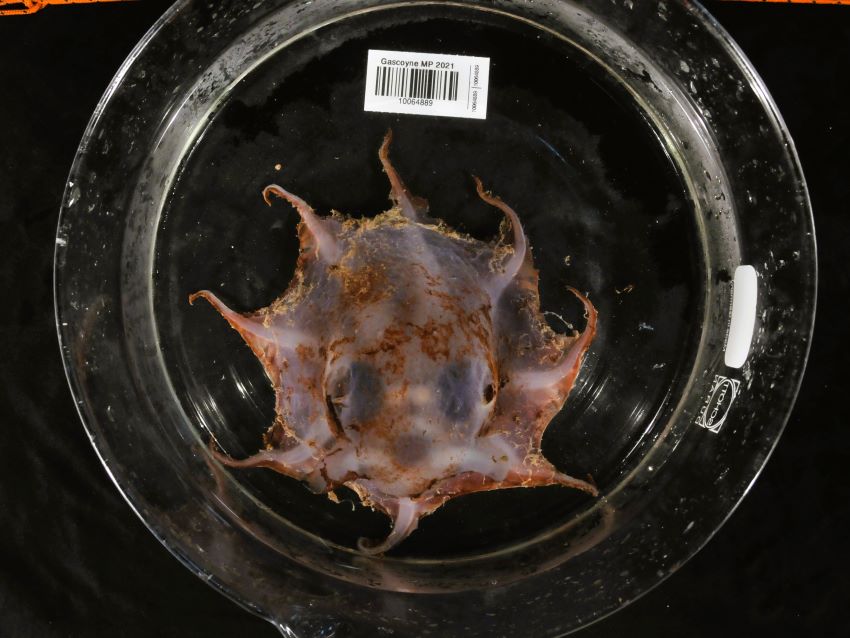Flapjack octopus